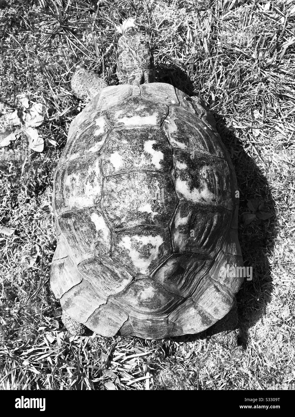 Tortoise shell from above Stock Photo Alamy