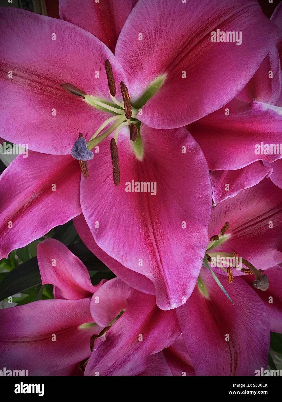 A closeup of lillies growing in my garden in the summer. The fragrance was just beautiful! - Smartphone Captured Stock Image