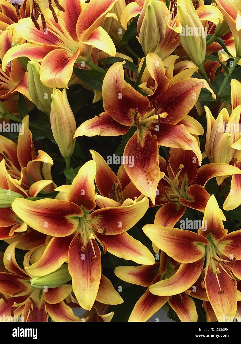 Close up of a display of lilies . - Smartphone Captured Stock Image