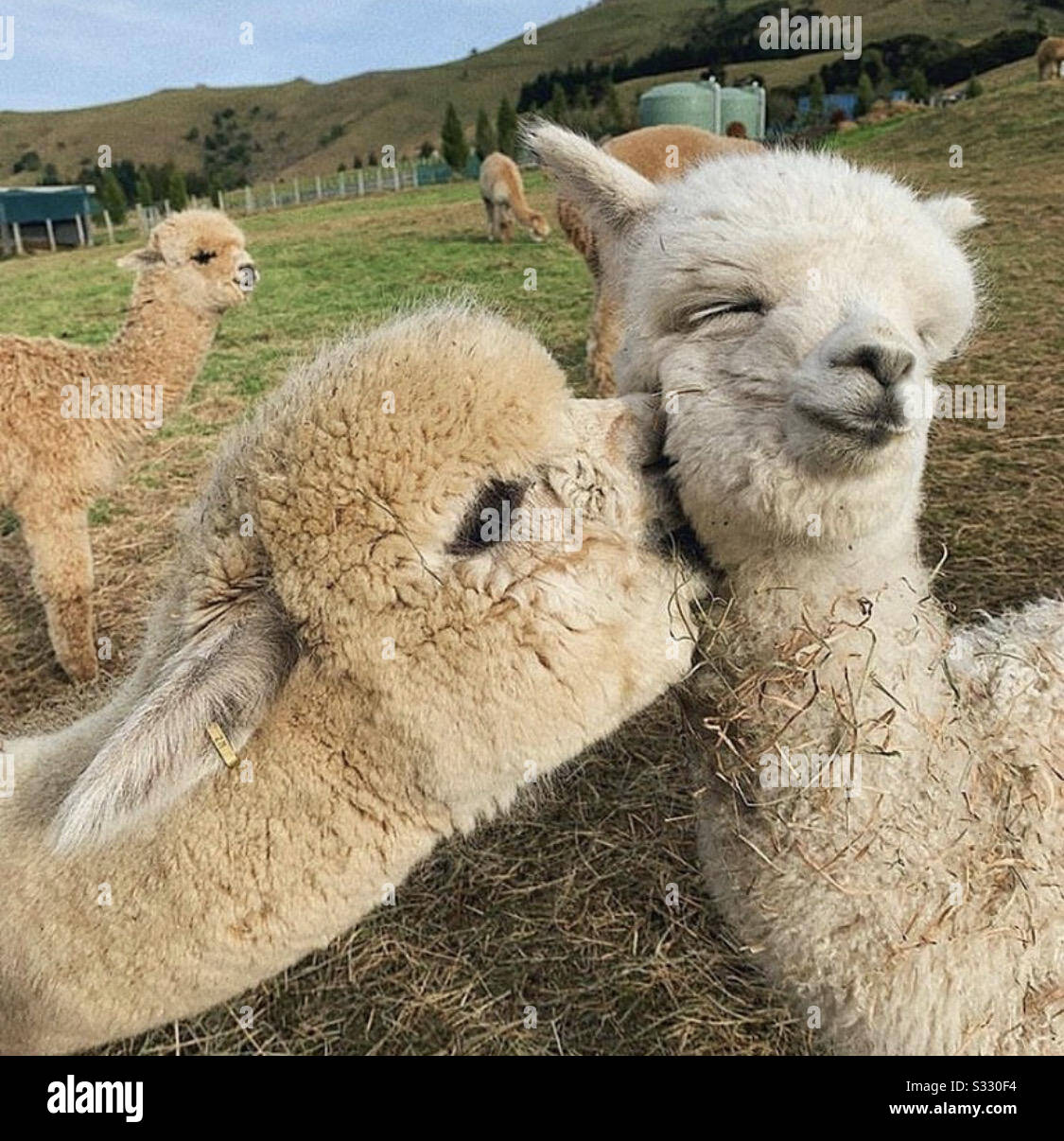 Cute Alpacas Kissing Stock Photo Alamy