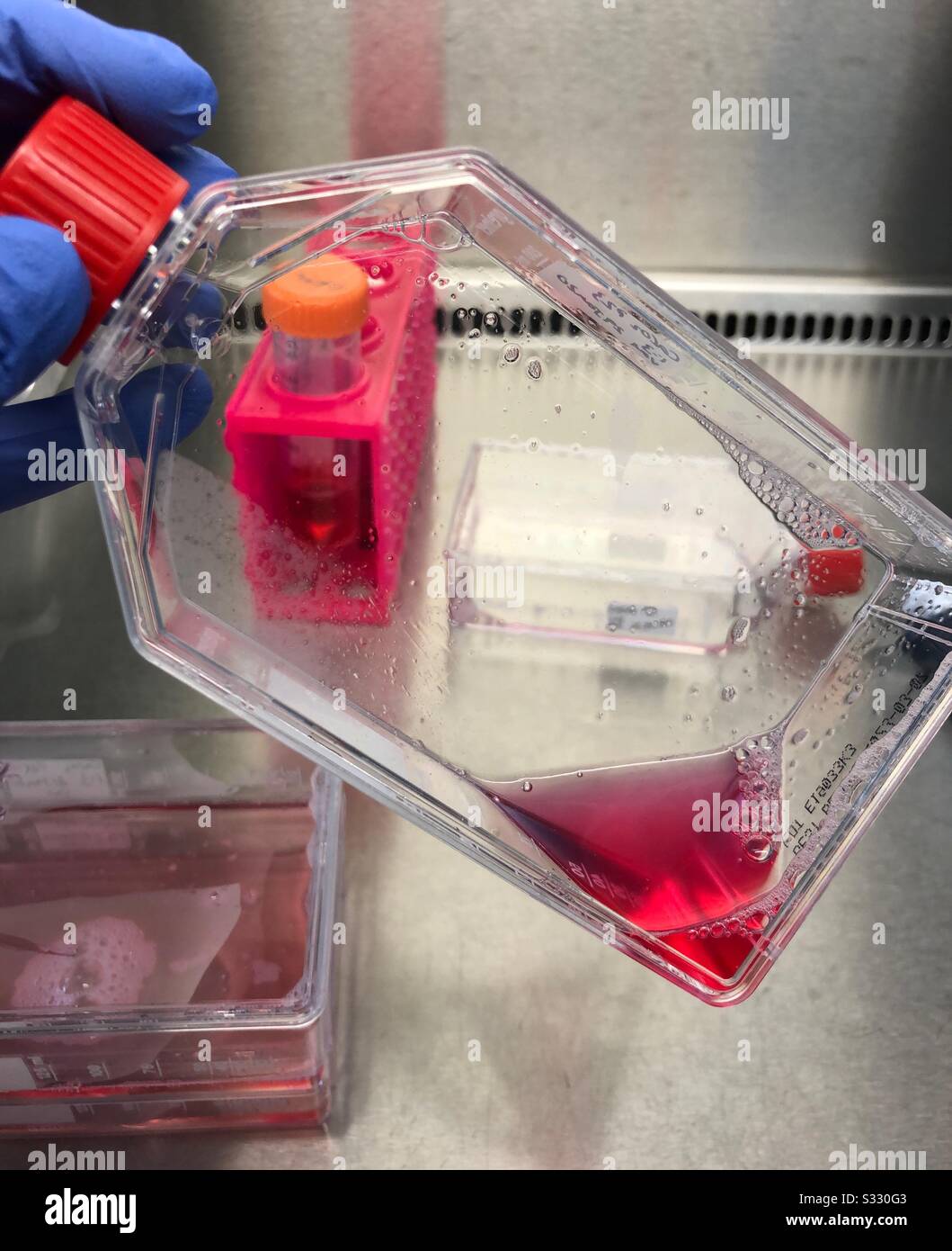 Lab testing using cell culture Stock Photo Alamy