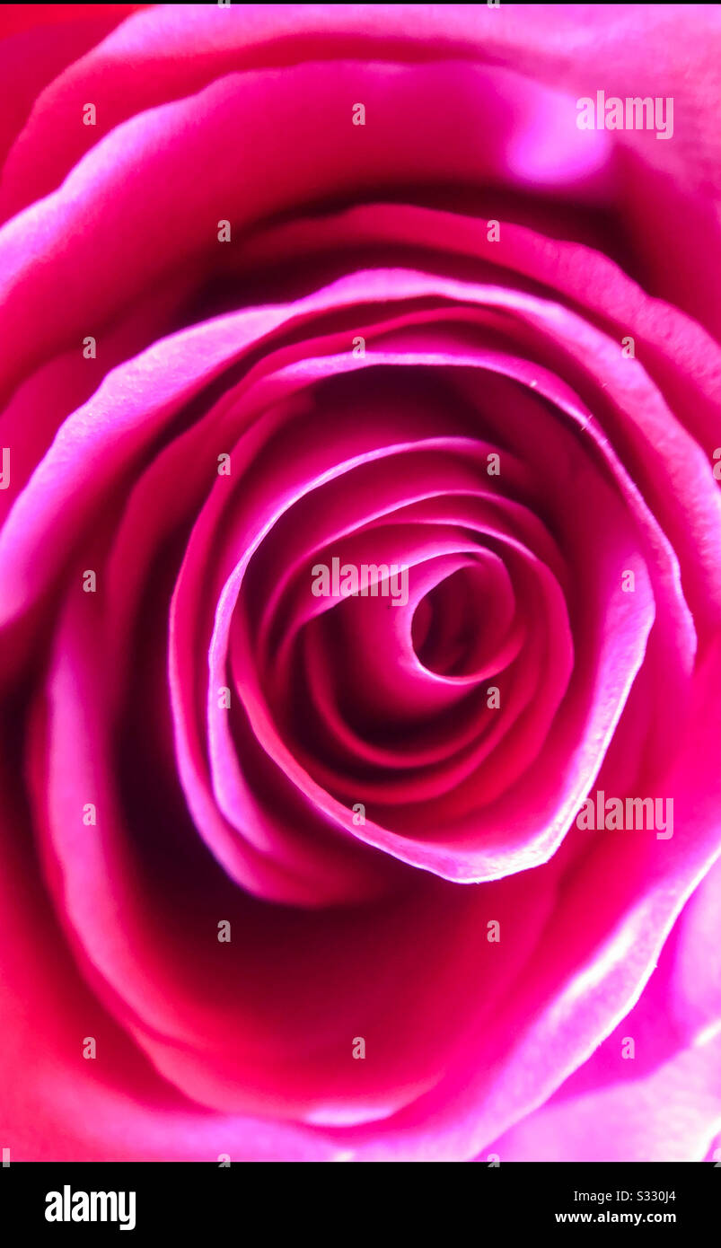 Extreme close up of the center leafs of a pink red rose - Smartphone Captured Stock Image