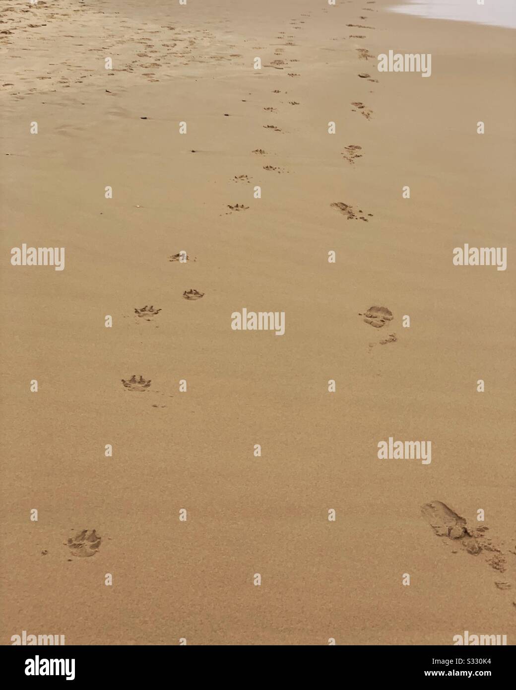 Dog paw prints hi-res stock photography and images - Alamy