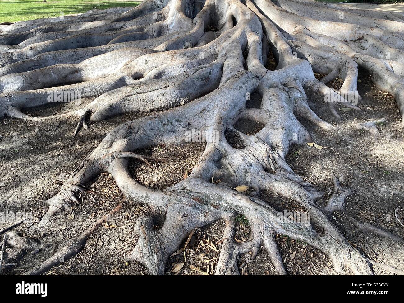 Large fig tree hires stock photography and images Alamy