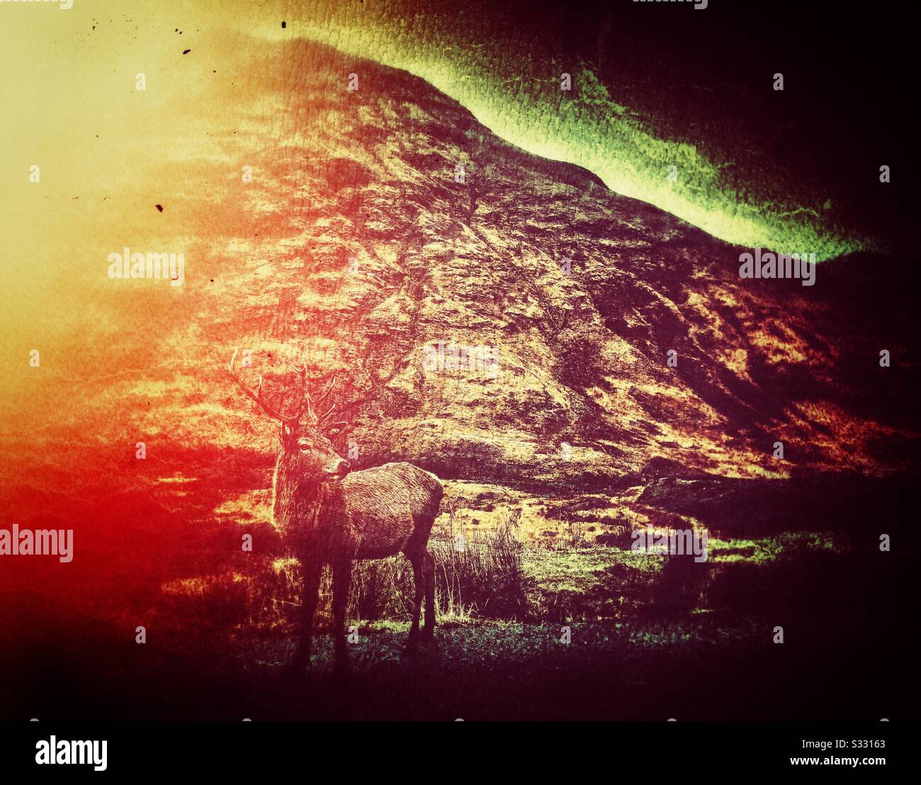 Stag in Glen Etive in the Scottish Highlands. - Smartphone Captured Stock Image