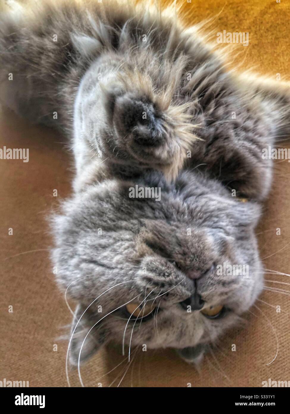 Spoiled grey British cat upside down Stock Photo