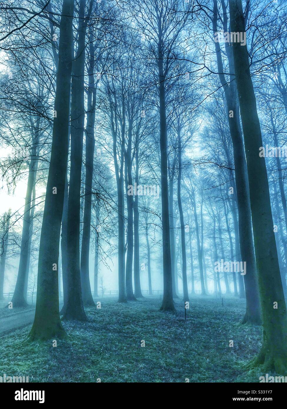 Cold morning in a forest - Smartphone Captured Stock Image