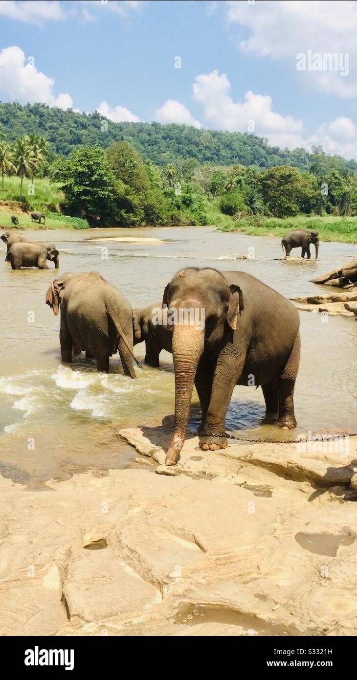 Sri Lankan elephants Stock Photo