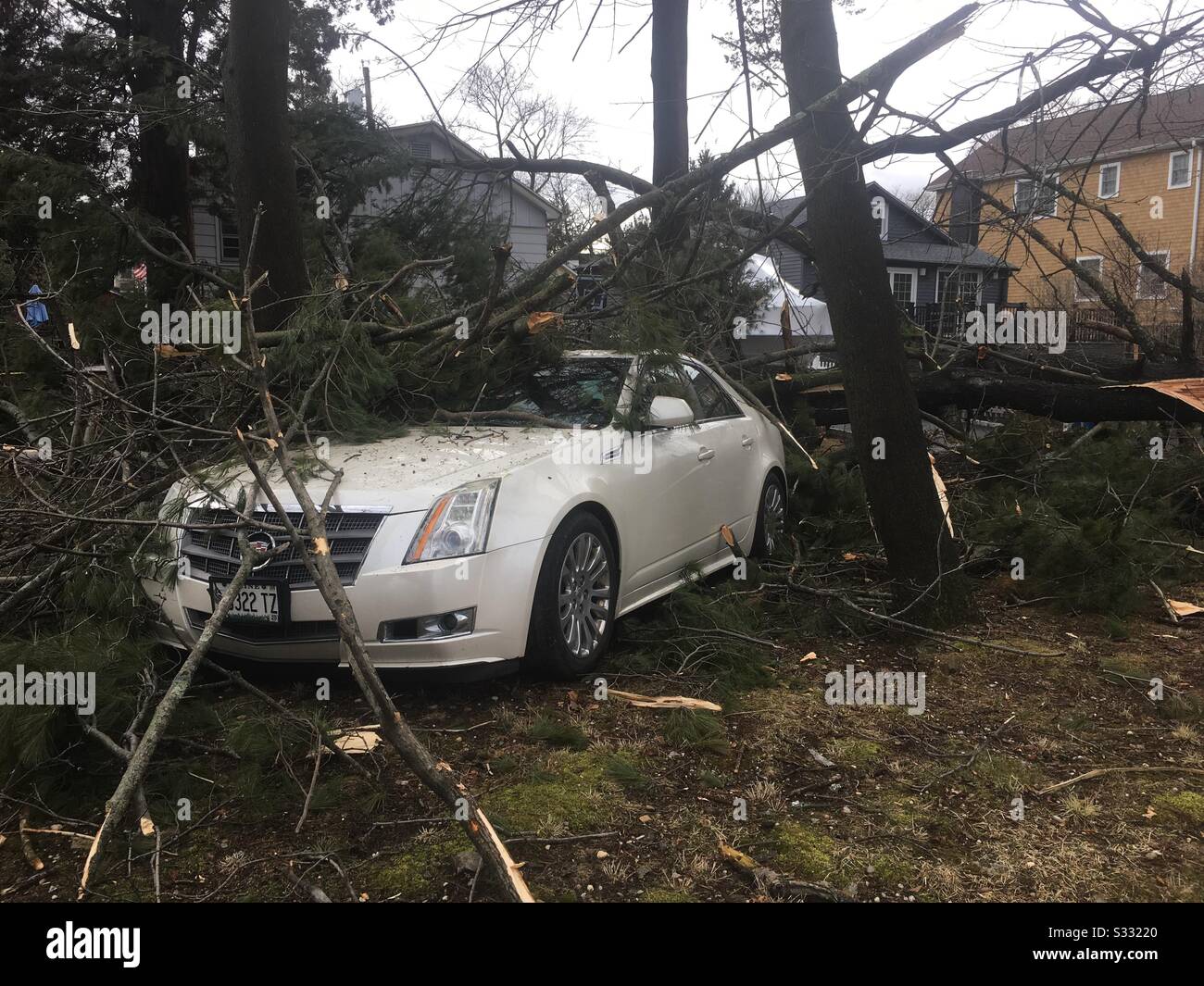 Windy weather -pine tree falls on two cars near Playland Parkway in Rye, NY Stock Photo