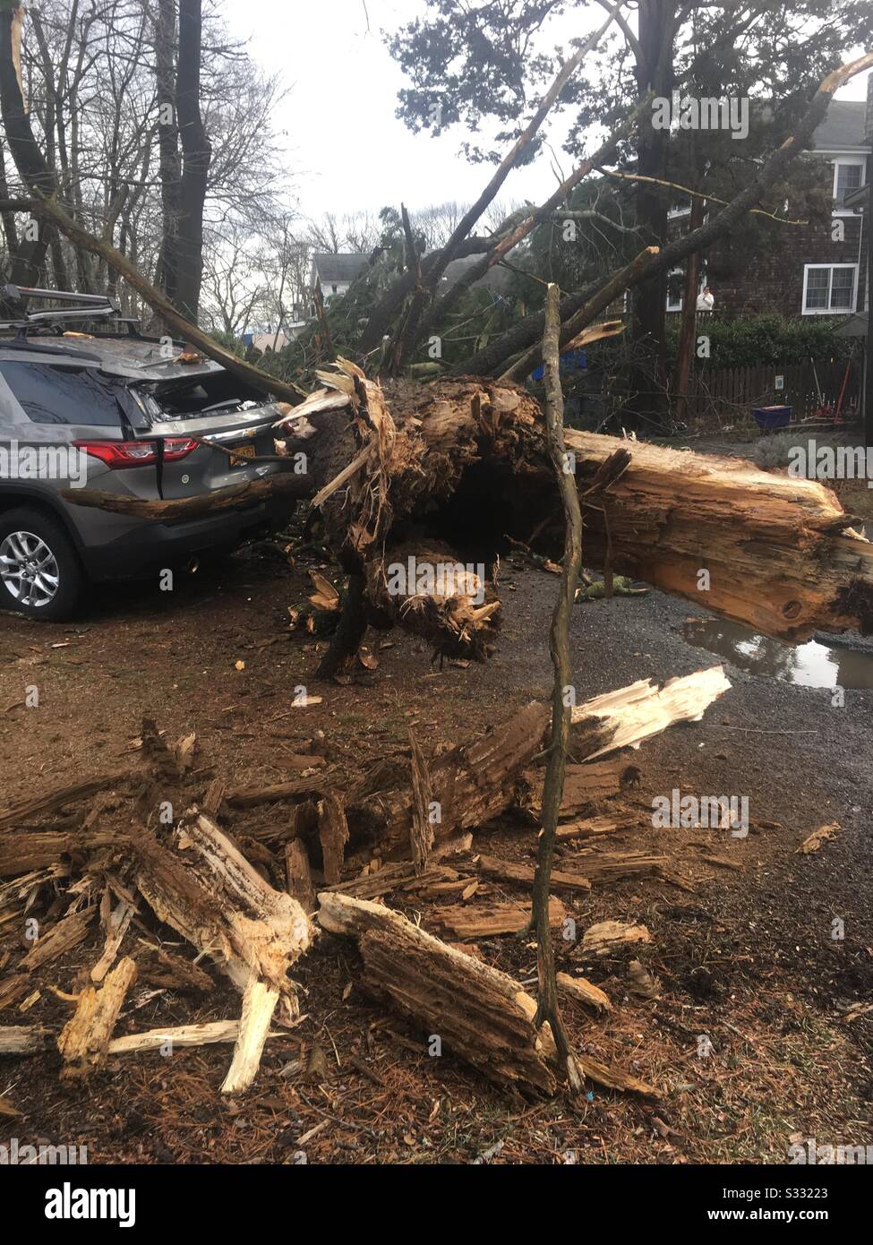 Windy Weather in Westchester Brings Down Trees Crushes Cars -Rye,NY Stock Photo