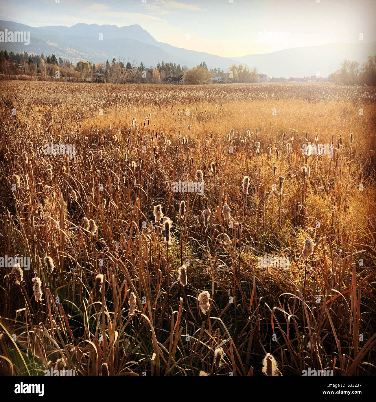 Wetland in Salmon Arm, Canada in afternoon sun - Smartphone Captured Stock Image