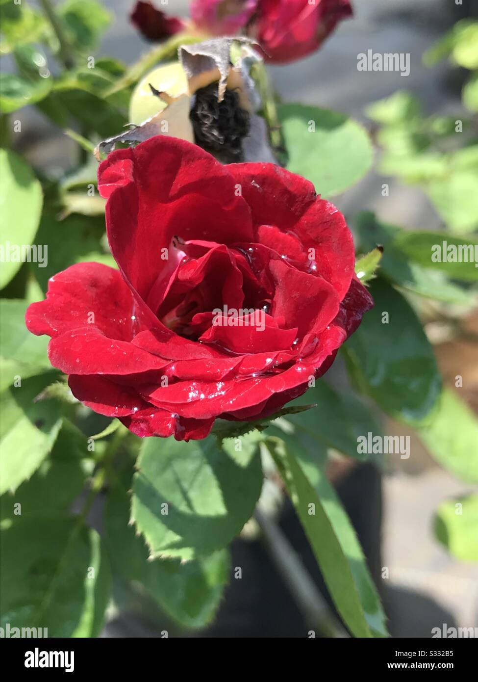 Bright Red Carnation Roses With Water Sprinkled On It Found In A