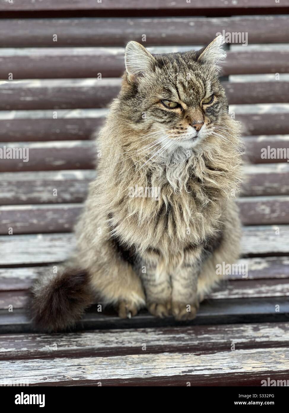 Street cat portrait sitting on a public bench - Smartphone Captured Stock Image
