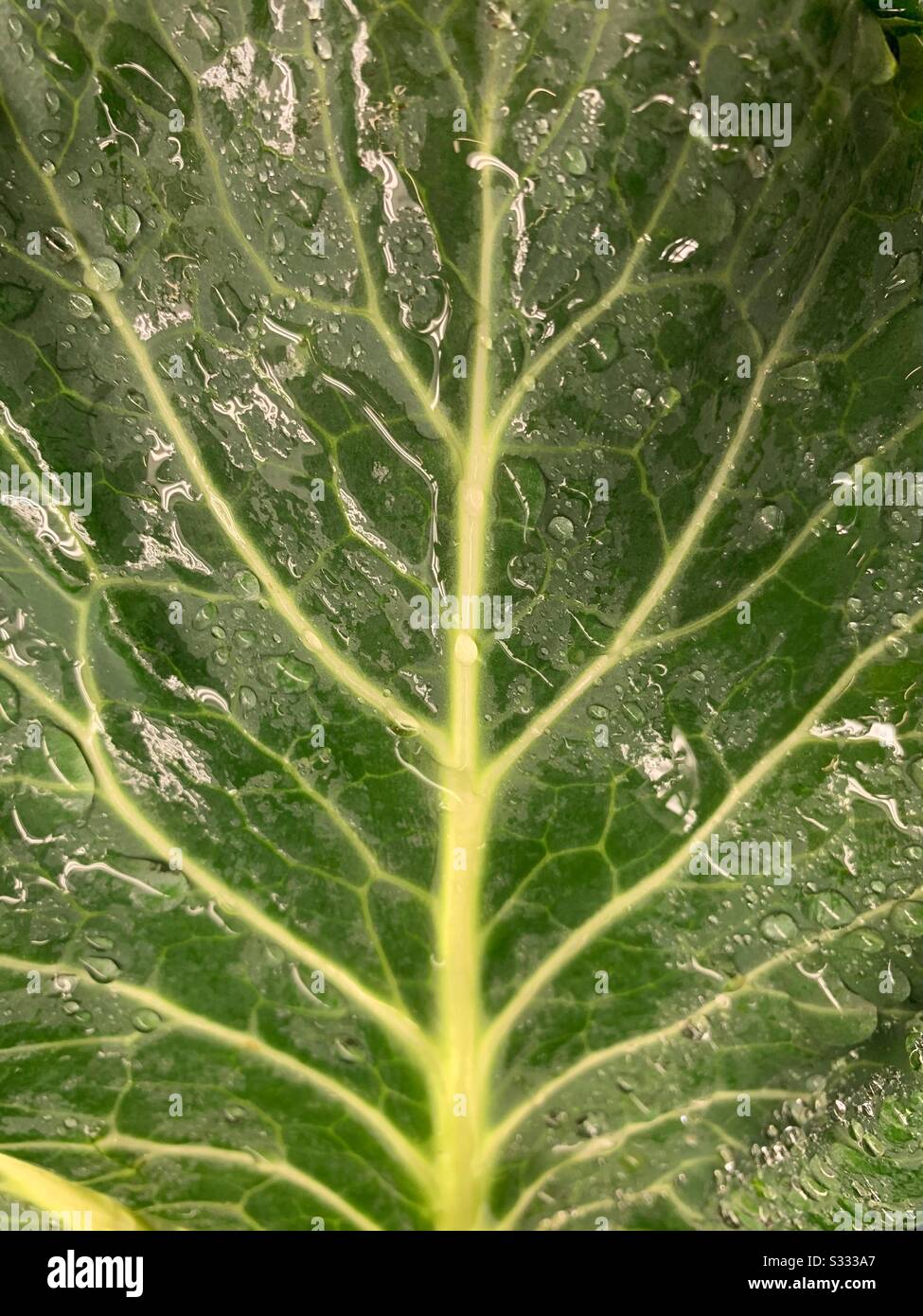 One green spinach leaf full of veins - Smartphone Captured Stock Image