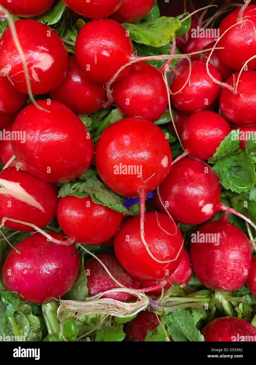 Plump tasty fresh delicious red radishes Stock Photo