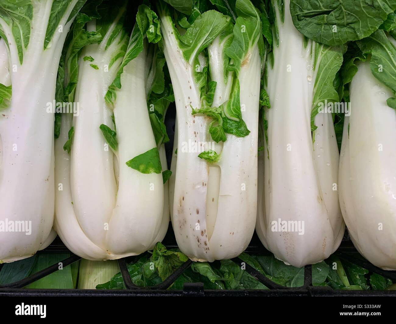 Fresh stalks of bok choy, Brassica rapa chinensis, pak choy, pok choi Stock Photo