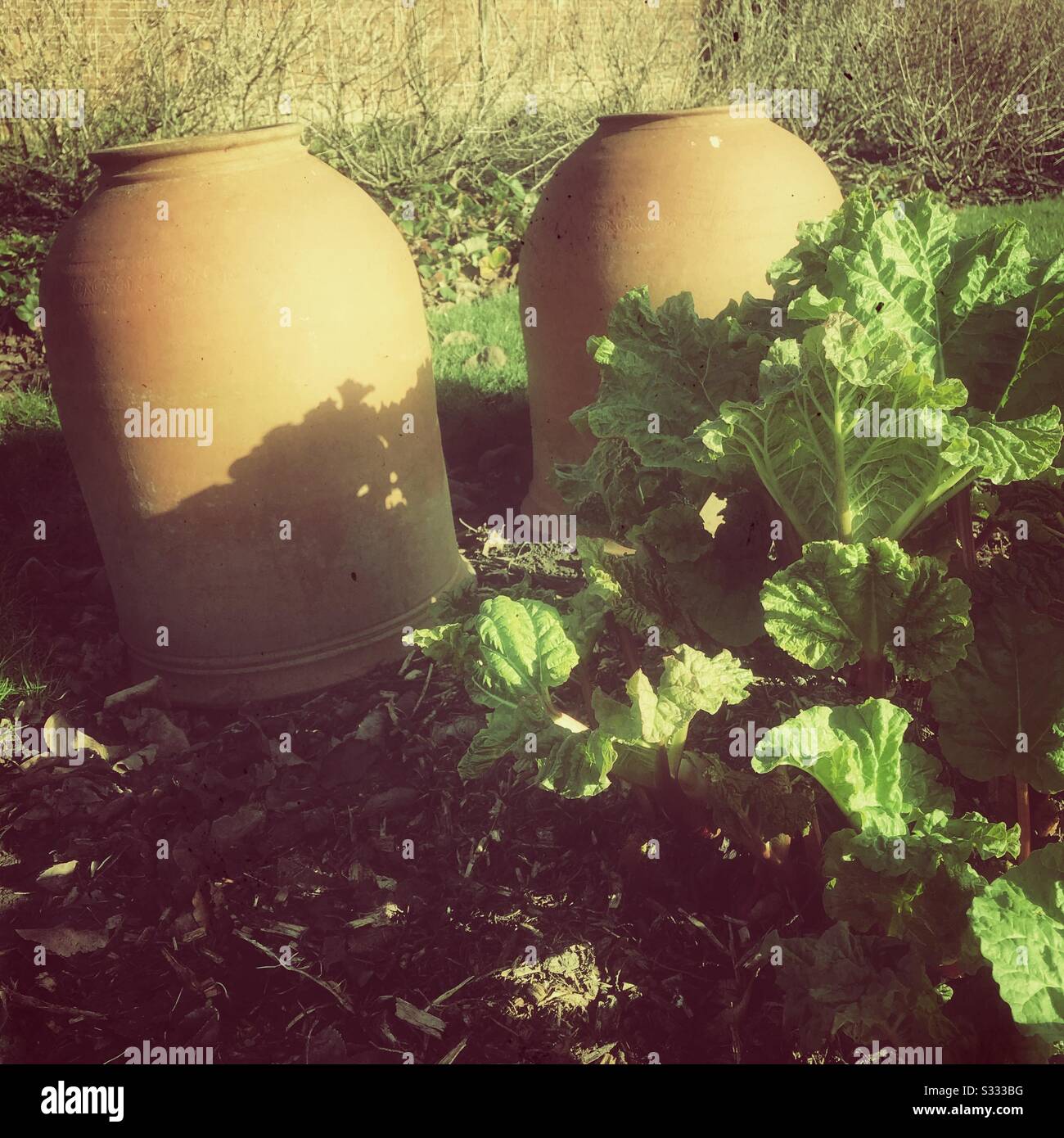 Early spring rhubarb with forcing pots used to encourage early growth in February 2020 UK Stock Photo