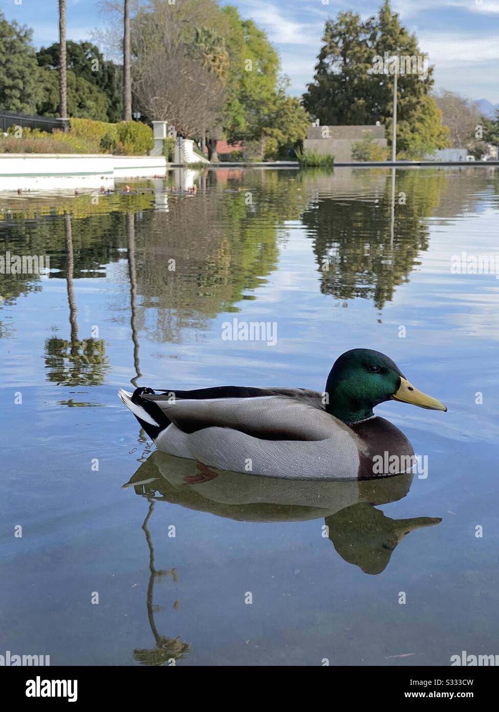 Colorful male mallard duck swimming in a pond closeup - Smartphone Captured Stock Image