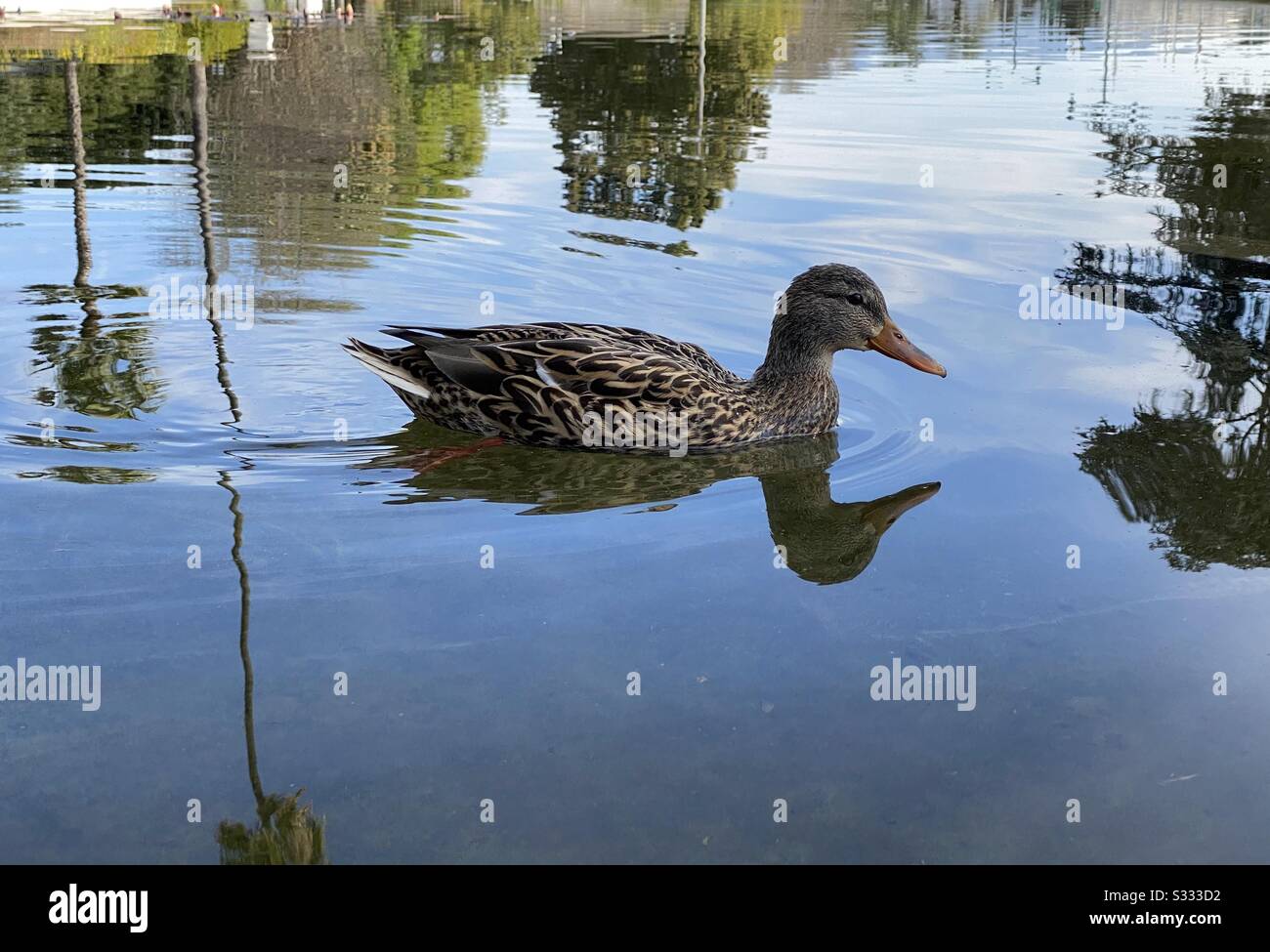 Female mallard duck swimming in a pond closeup - Smartphone Captured Stock Image