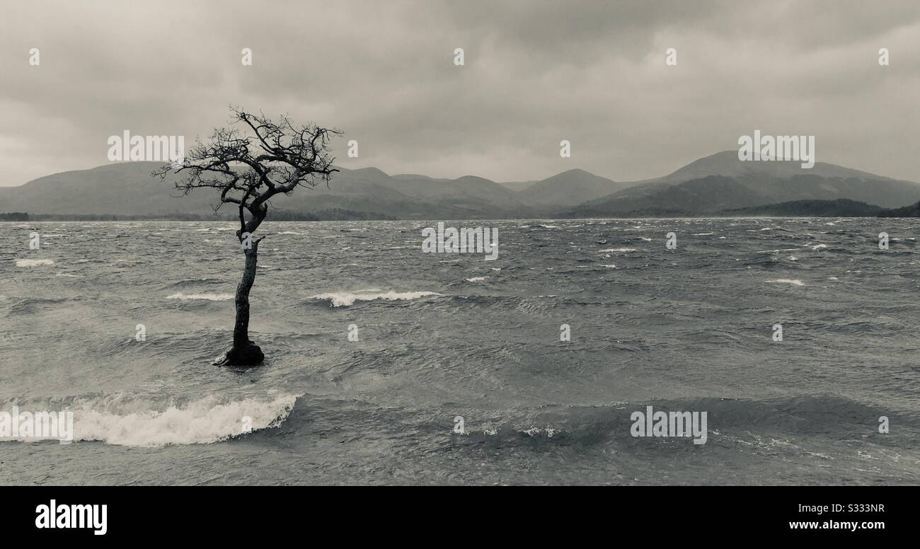 One small Oak tree in Milarrochy bay on the eastern shore of Loch Lomond. It was Storm Ciara February 9th 2020 and the waves were being blown against the shore and it was blowing about 60km/hr. Stock Photo