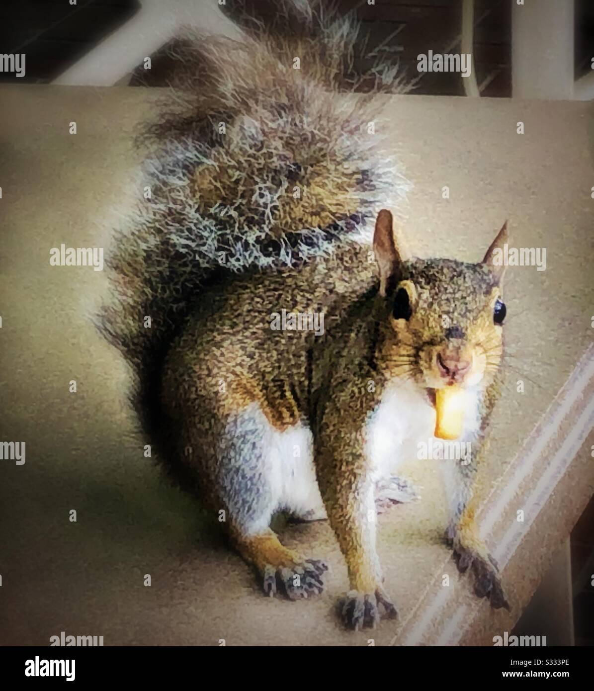 Squirrel eating French fry - Smartphone Captured Stock Image