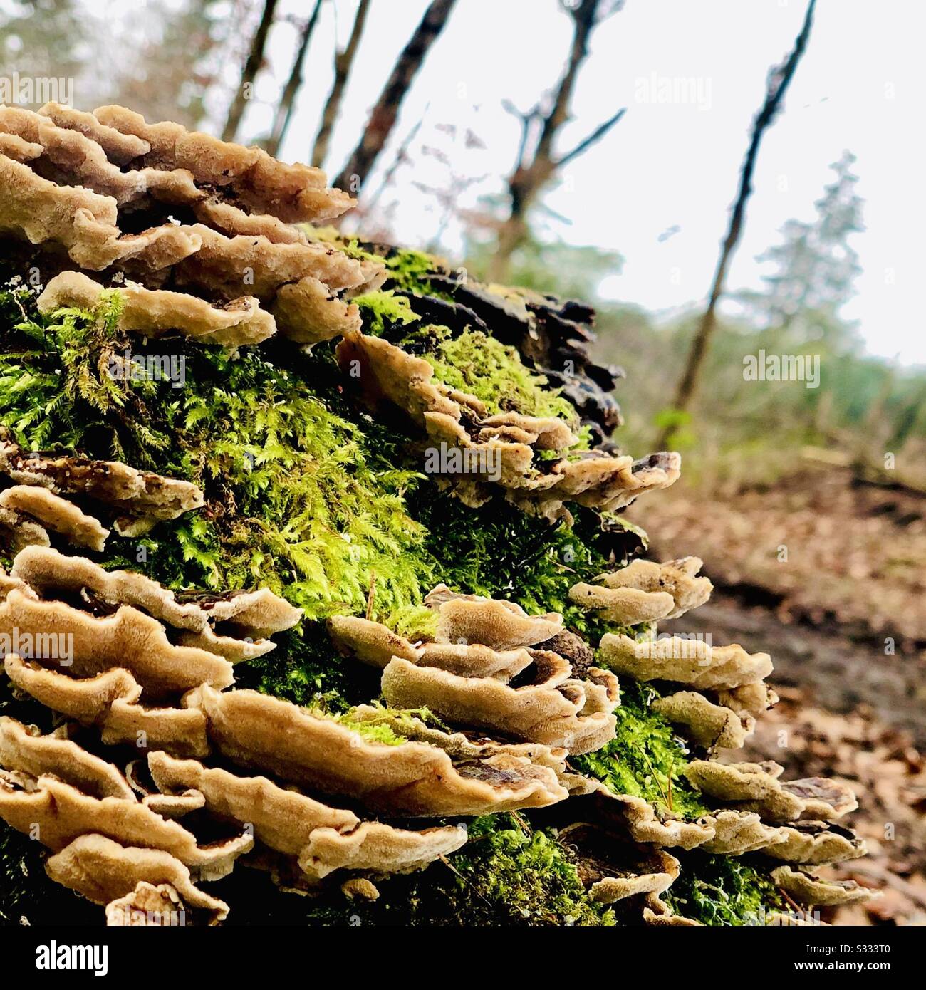 You look like a Fun-Guy! Stunning fungus formation on a tree stump in Swinley forest Berkshire Stock Photo