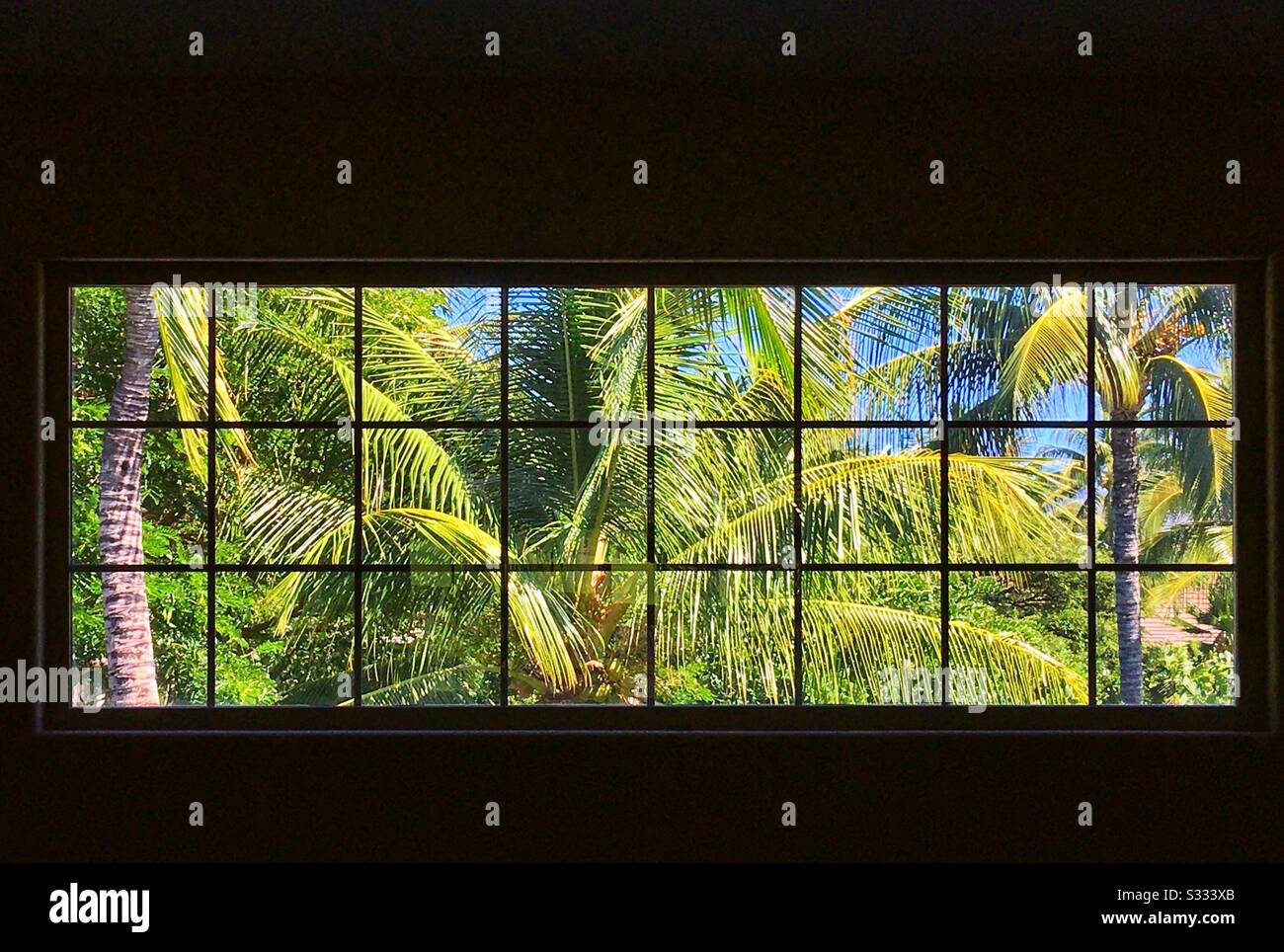 View from my loft window of palm trees near Puako on the Kohala Coast of the Big Island of Hawaii - Smartphone Captured Stock Image