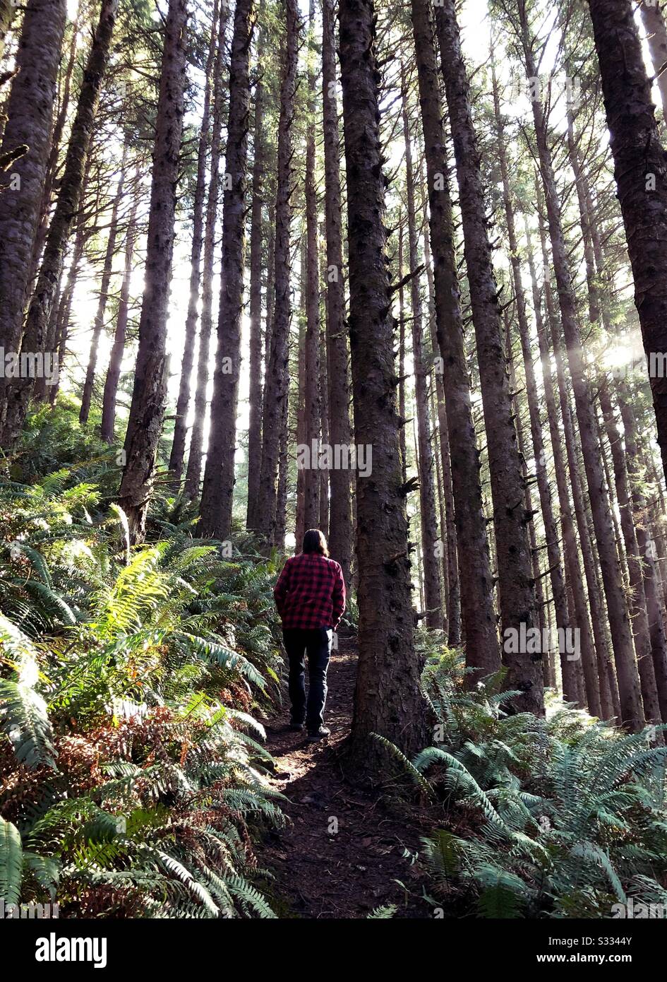 A man hiking in a forest near Yachats, Oregon, USA. Stock Photo