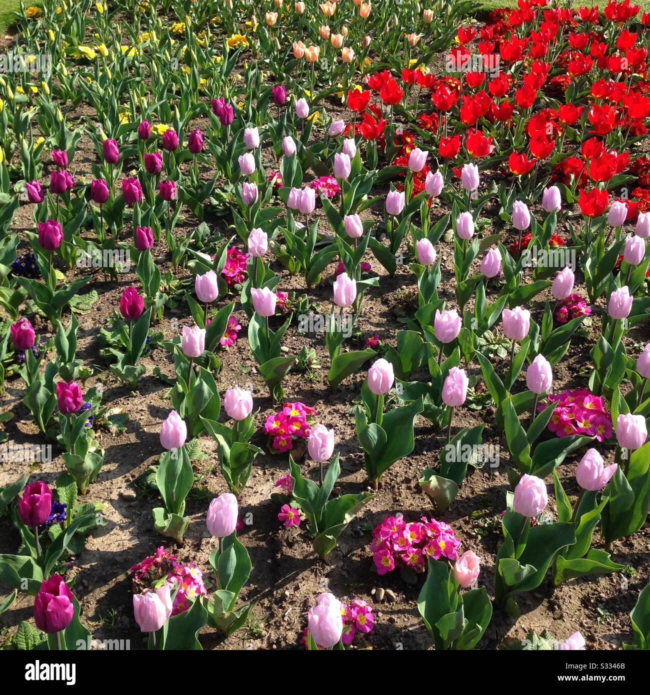Municipal Park Gardens spring flower display. Mobile phone photo with some phone or tablet post processing. - Smartphone Captured Stock Image