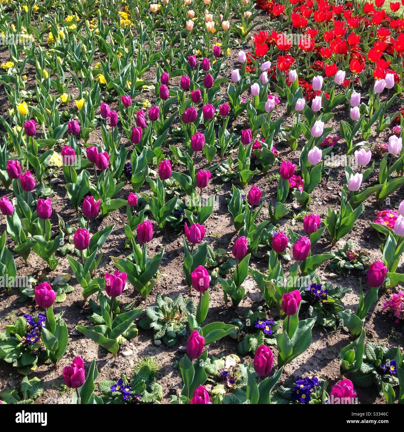 Colourful spring tulips full frame background. Mobile phone photo with some phone or tablet post processing. - Smartphone Captured Stock Image
