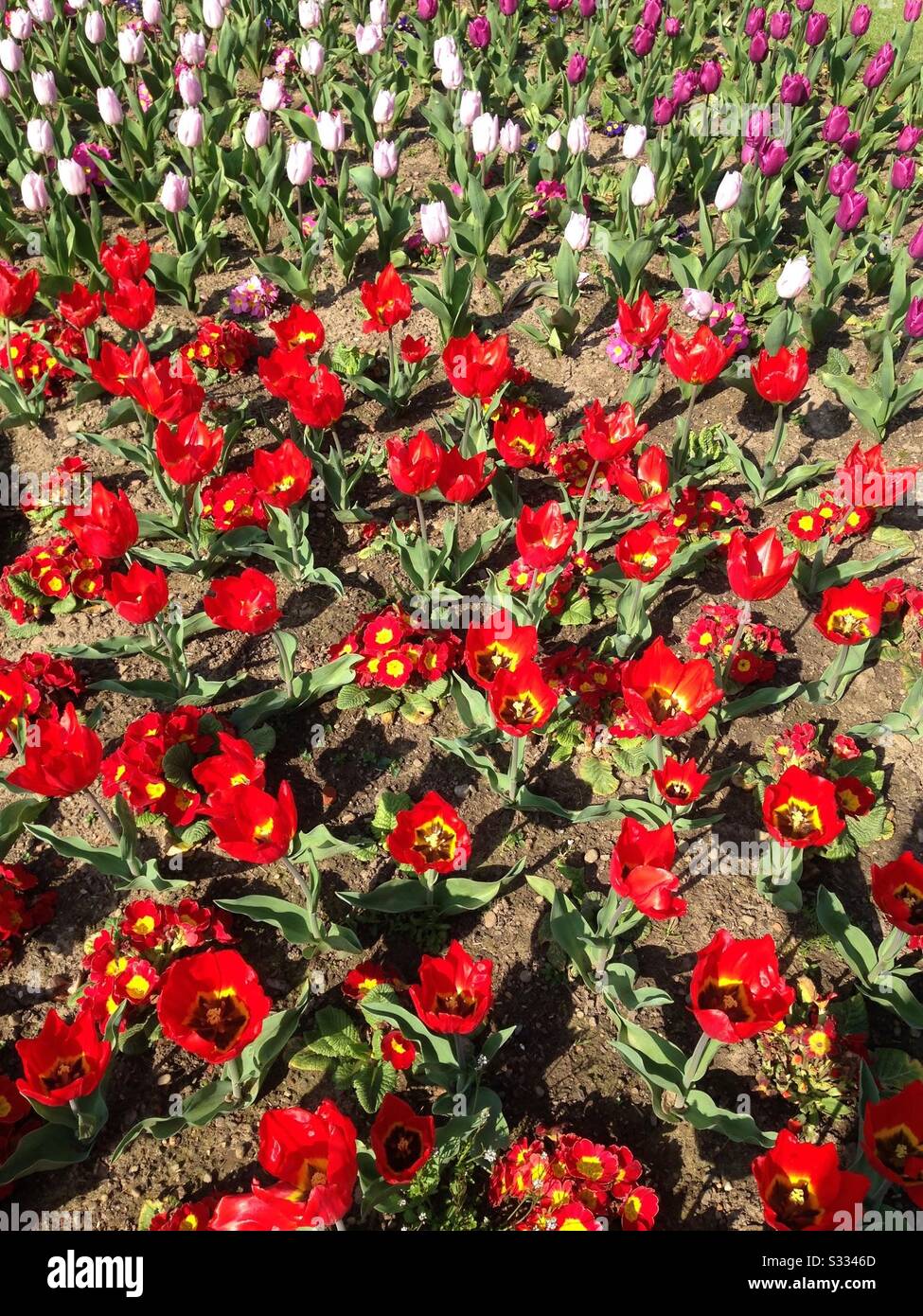 Vibrant red spring tulip flowers displayed in a municipal park. Mobile phone photo with some phone or tablet post processing. - Smartphone Captured Stock Image