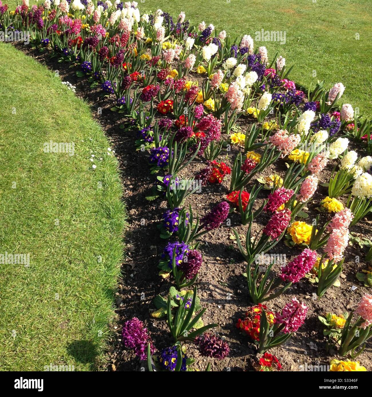 Colourful spring hyacinth flowers in a municipal park flowerbed border. Mobile phone photo with some phone or tablet post processing. - Smartphone Captured Stock Image