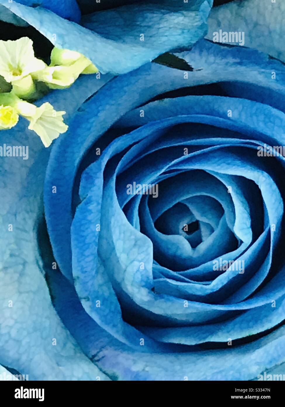 Beautiful blue colour dye rose flower with a filler flower beside ...
