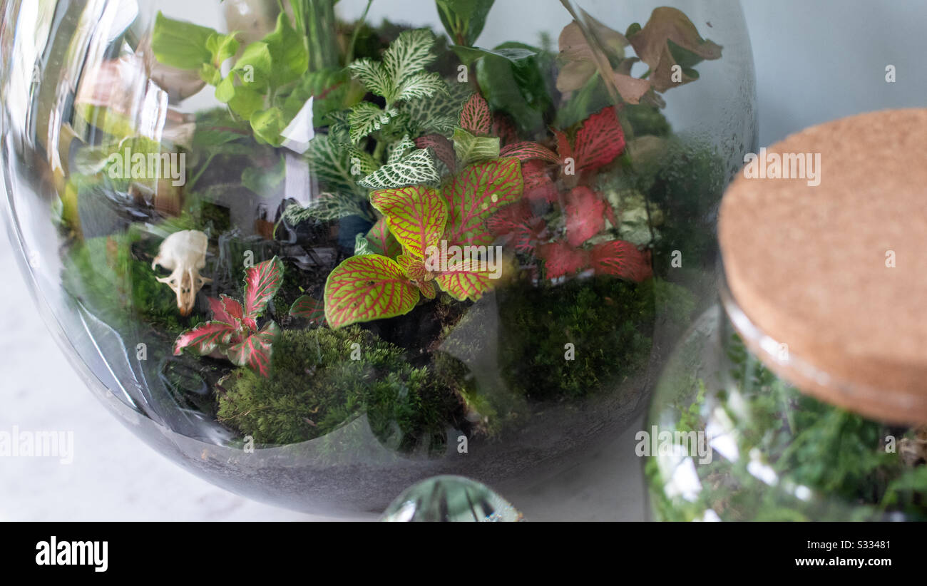 Small plants in a self sustaining ecosystem terrarium - Smartphone Captured Stock Image