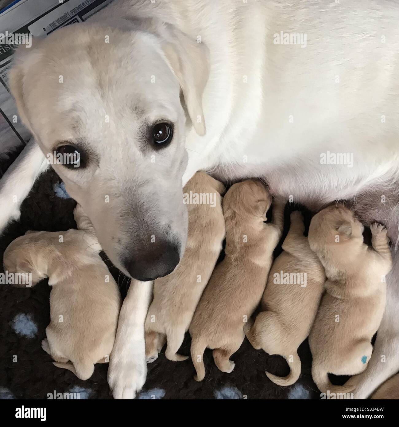 Labrador retriever puppies hi-res stock photography and images - Alamy
