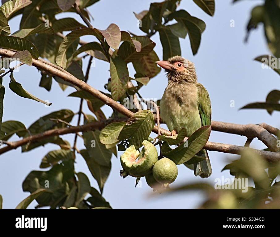 Green Barbet eating Guava - Smartphone Captured Stock Image