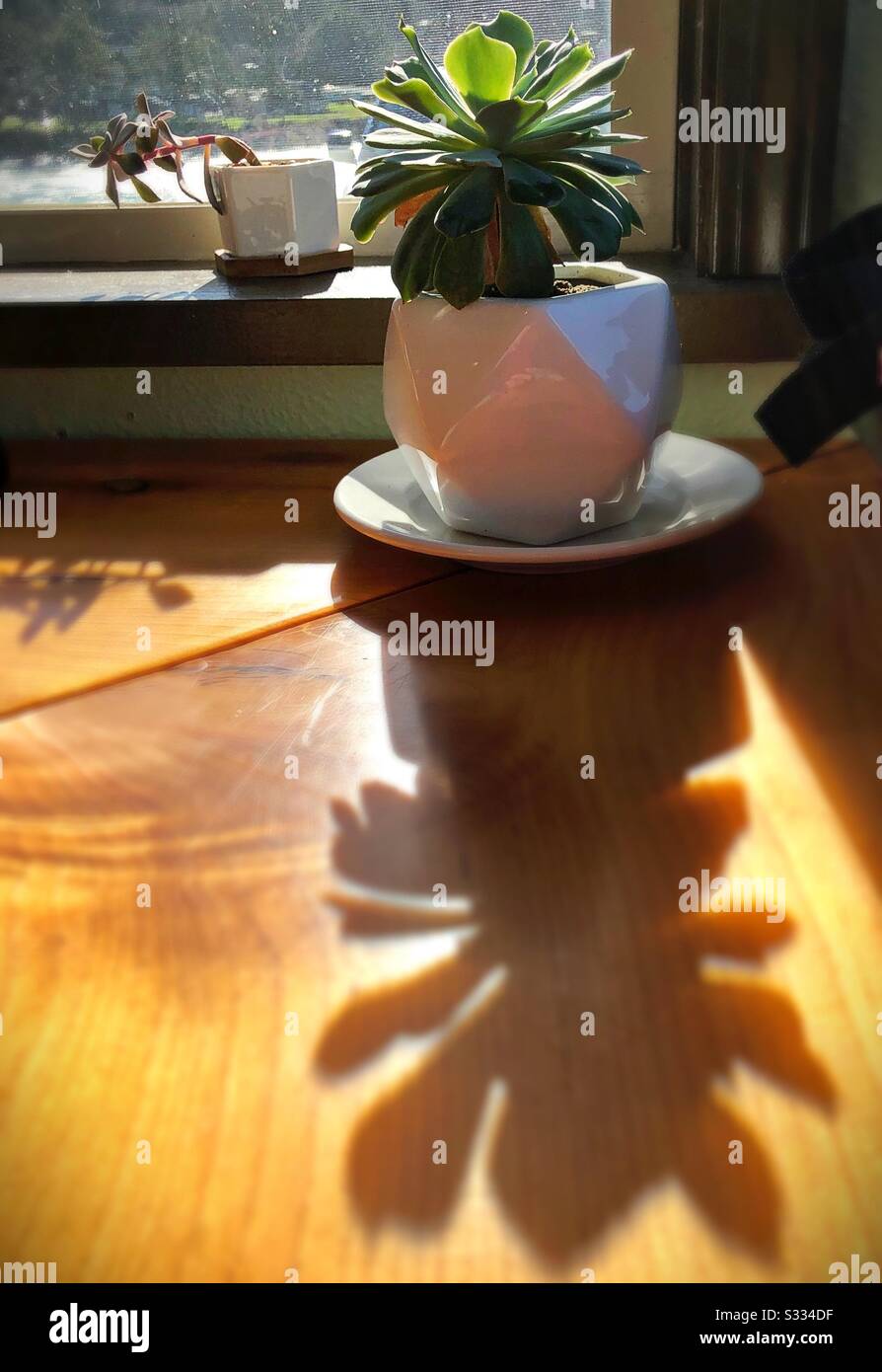 Succulent plants in a sunny window sill Stock Photo Alamy