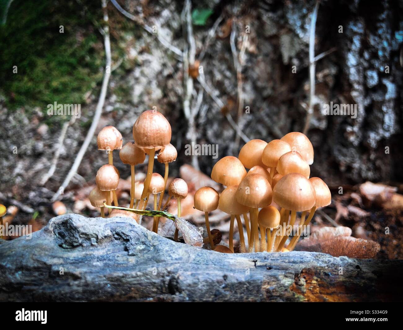 Mushrooms in the forest - Smartphone Captured Stock Image