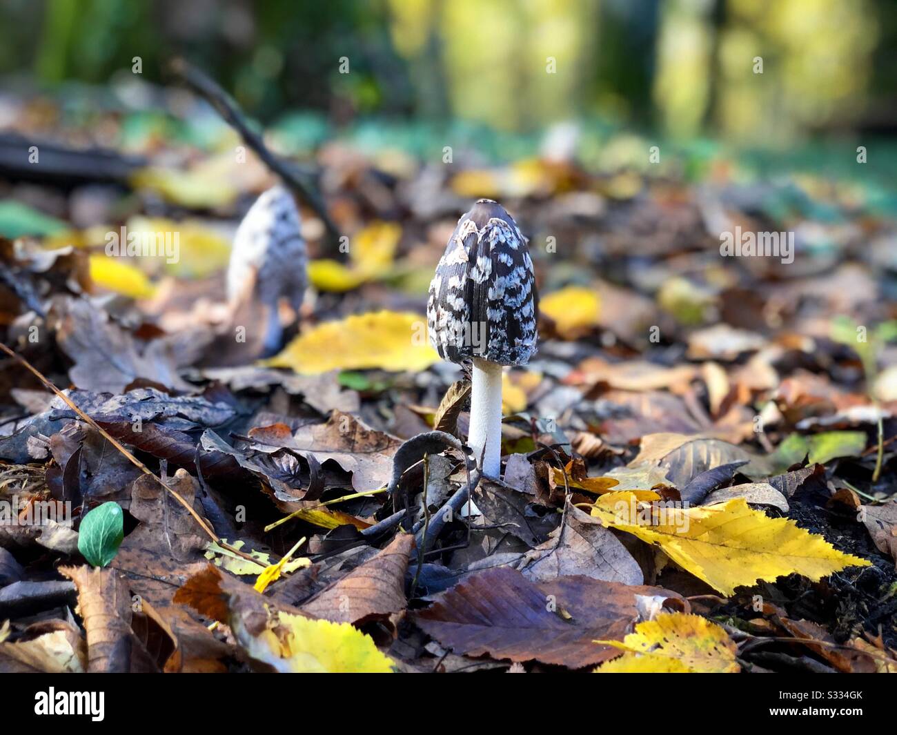 Mushroom in the forest - Smartphone Captured Stock Image
