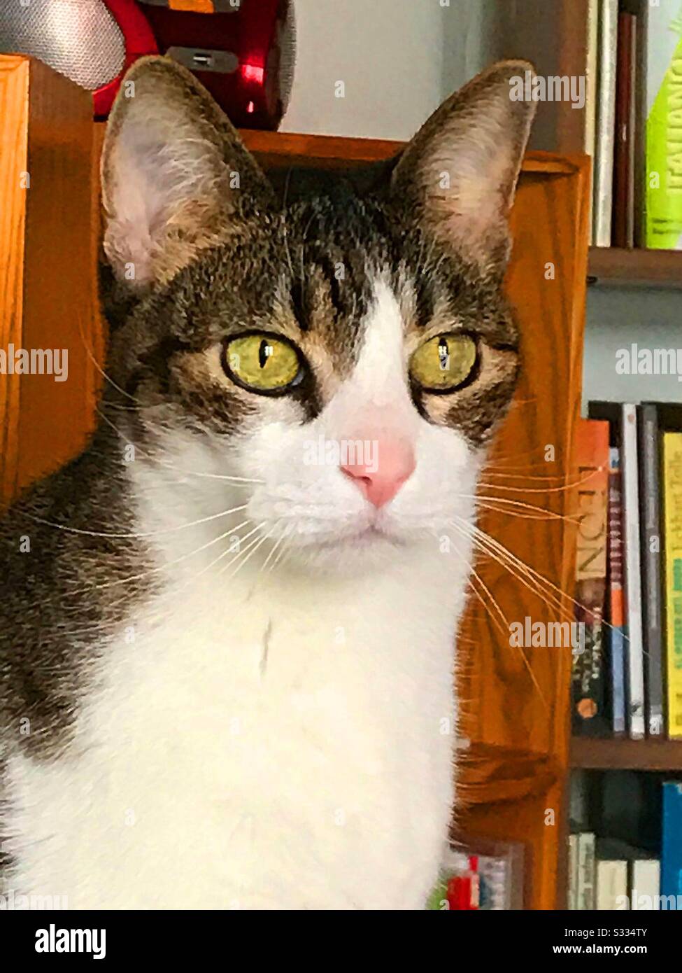 Tabby and white cat. - Smartphone Captured Stock Image