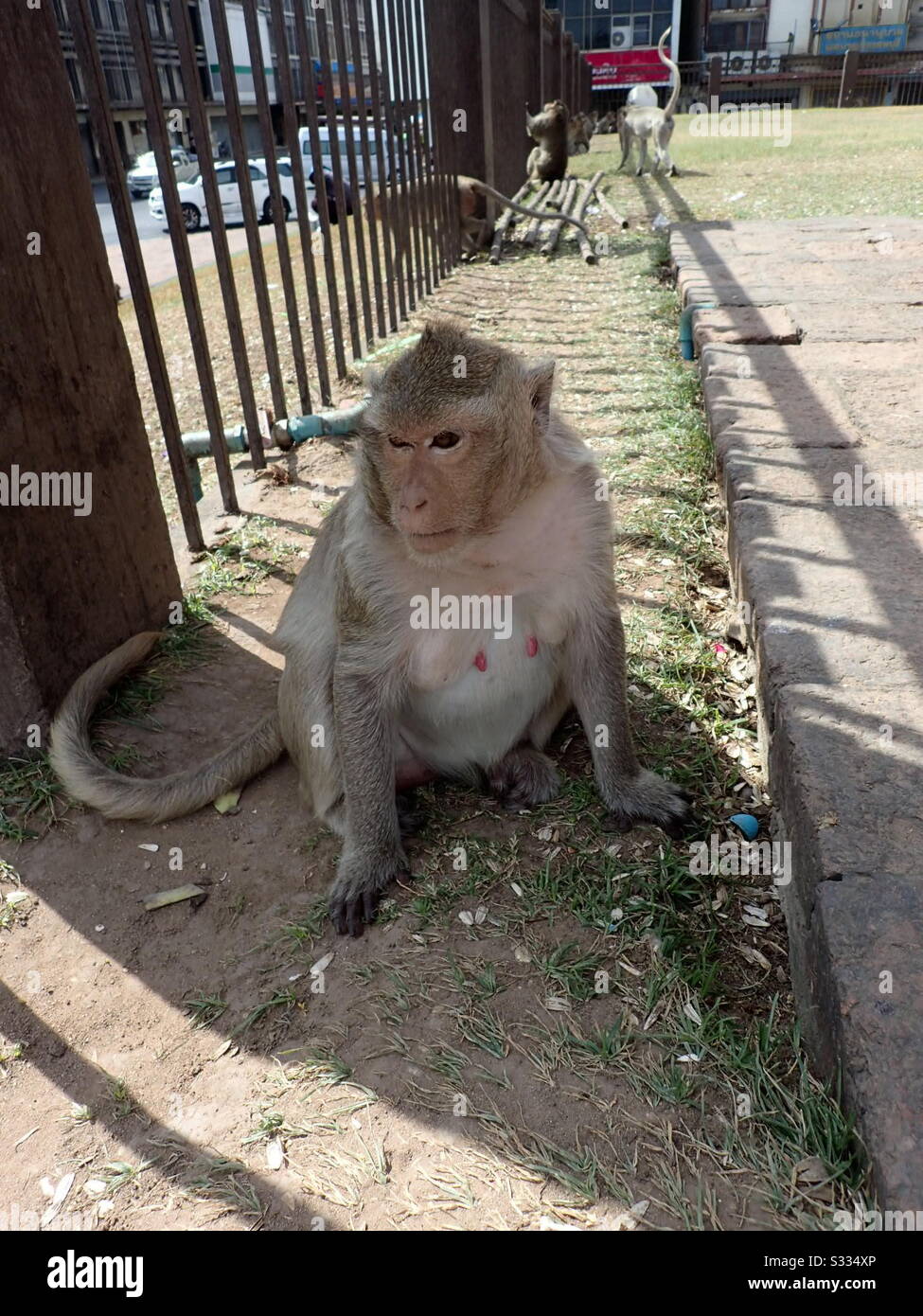 Photo shy monkey Thailand Stock Photo