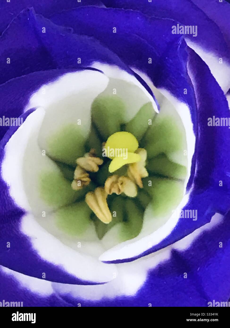 Layers of tissue thin petals give Ranunculus Tomer Picotee flowers a