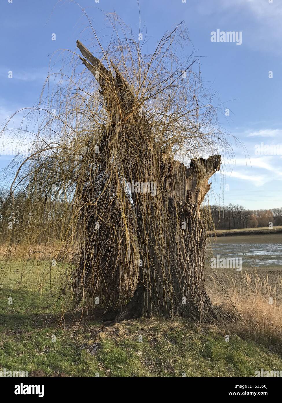 Broken Willowtree Stock Photo Alamy