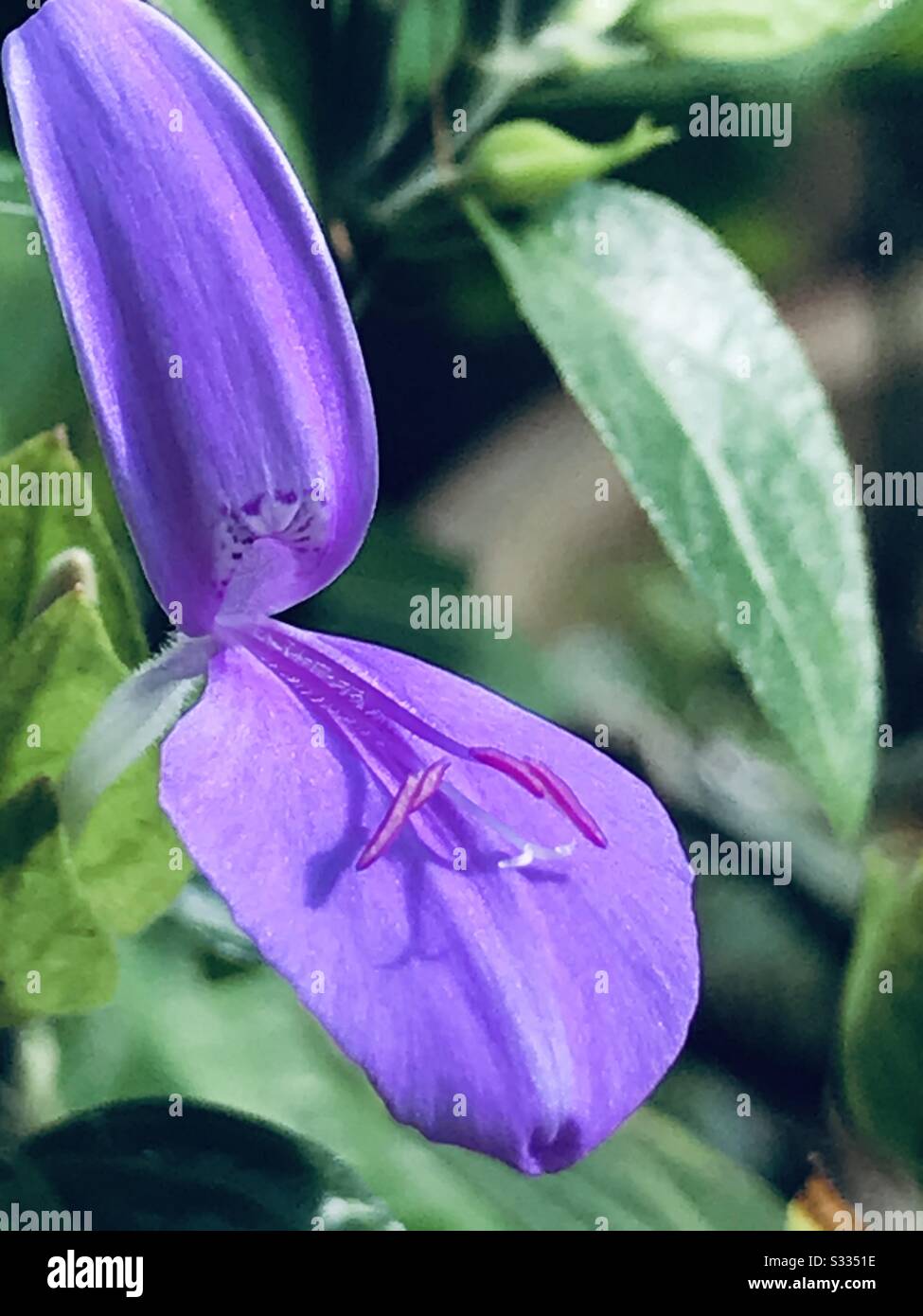Purple colour 2 petal flowers showing pistil , found nearby neighbourhood community garden- where encourages all trees & plants to be saved- violet flower, Peristrophe roxburghiana Stock Photo