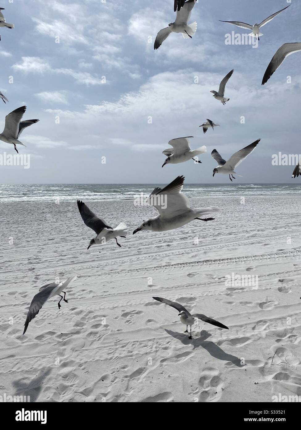 Large flock of seagulls inflight on white sand beach closeup - Smartphone Captured Stock Image