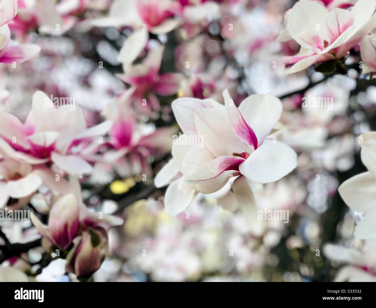 Pink magnolia closeup - Smartphone Captured Stock Image