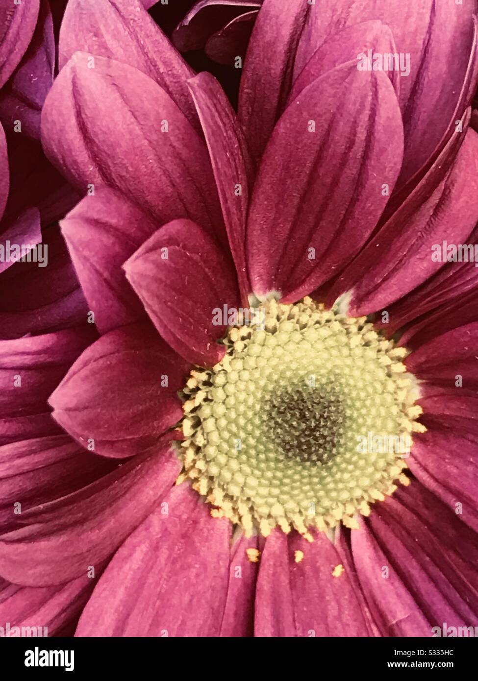 Close up & zoomed pic of Gerbera flower in colour change mode
