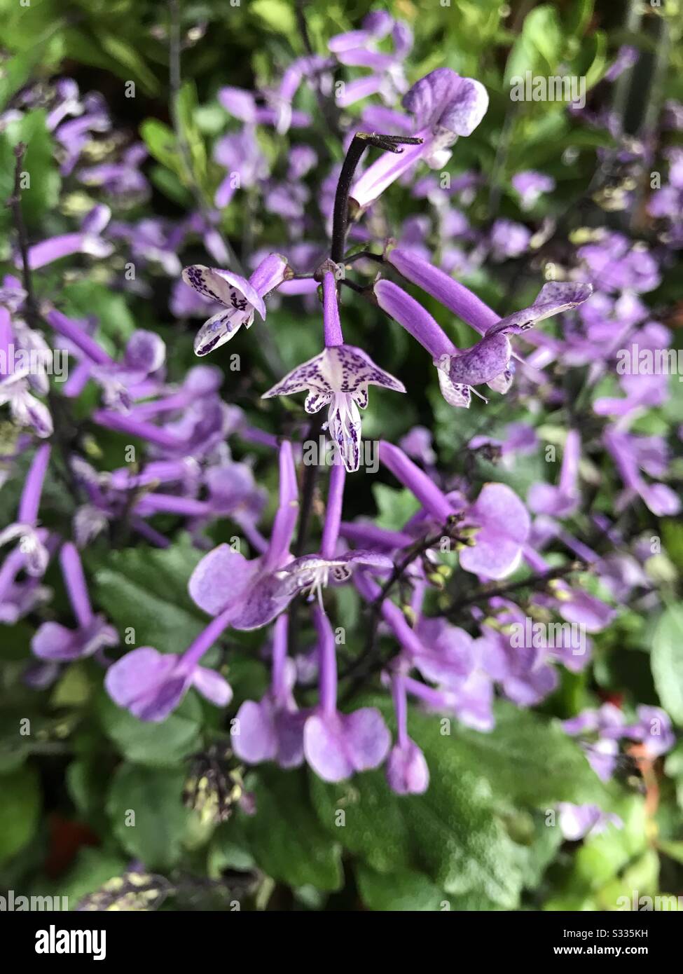 Plectranthus ‘Mona Lavender’; small sense shrub with lavender like flower with violet freckles , in a nursery ready for sale, tube flower, violet flower, Lilac colour flower Stock Photo