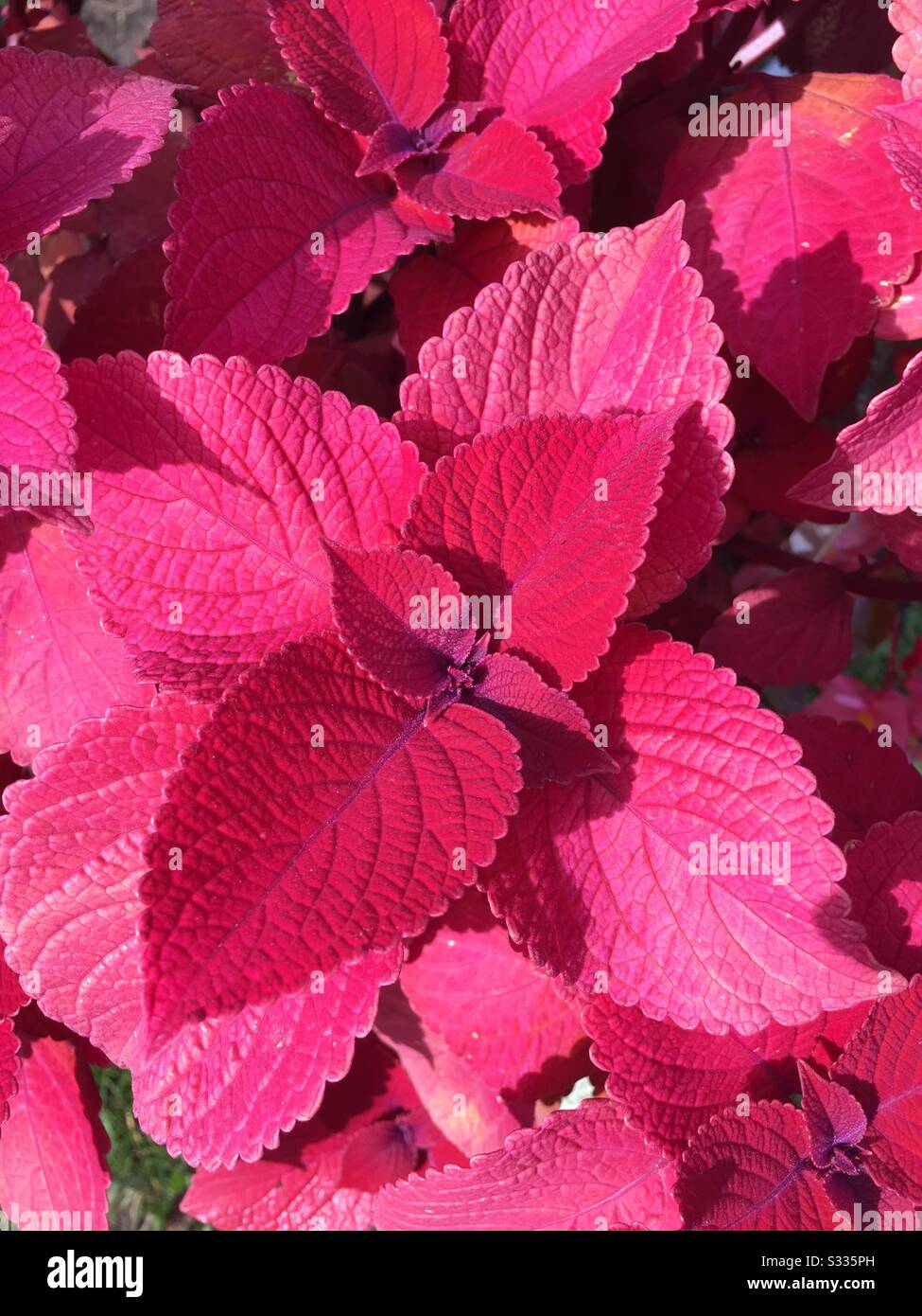 Colourful pink plant Stock Photo
