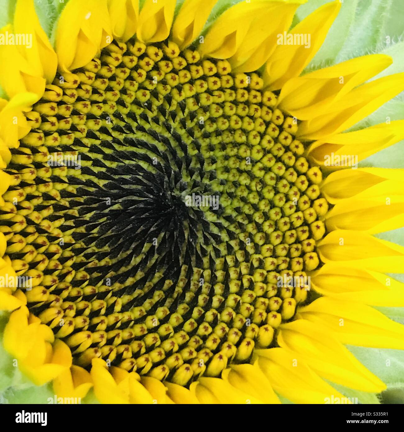 Potted plant of sunflower for sale aka Helianthus showing its Fibonacci sequence - close up zoomed pic - yellow flower Stock Photo